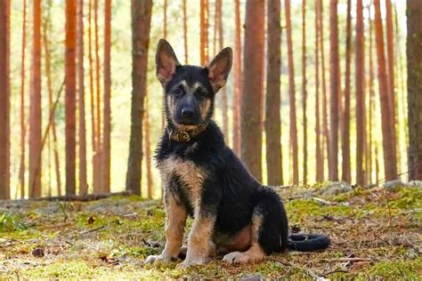 german shepherd small dog