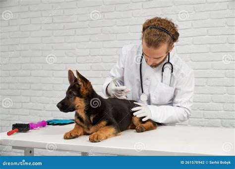 german shepherd specialist vet