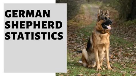 german shepherd statistics