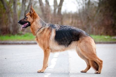 german shepherd strength