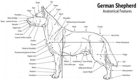 german shepherd structure