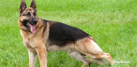 german shepherd temperament alert