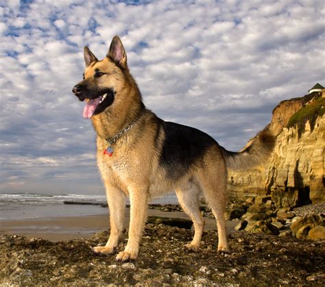 german shepherd texas breeder