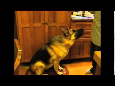 german shepherd that talks