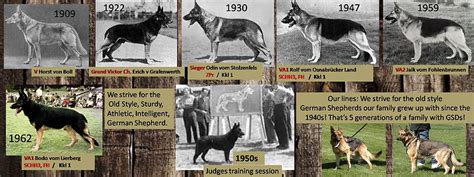 german shepherd timeline