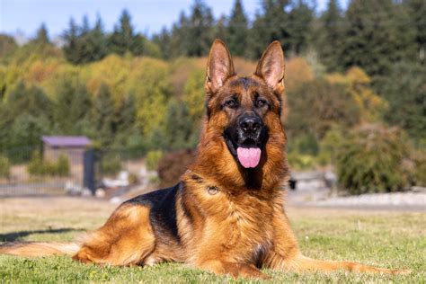 german shepherd trained
