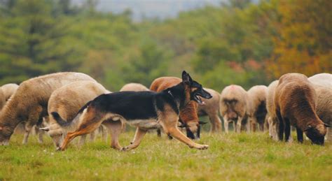 german shepherd trained for herding
