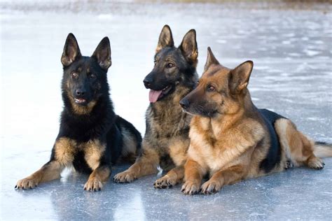 german shepherd value