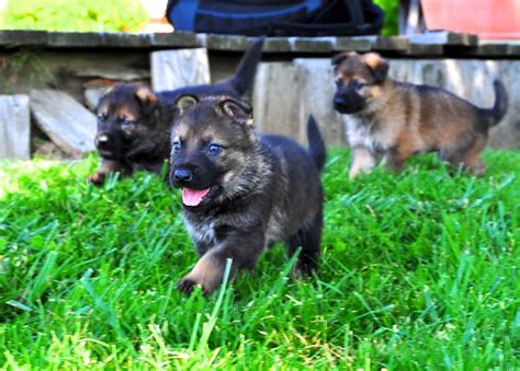 german shepherd websites