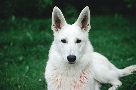Everything You Need To Know About German Shepherds White