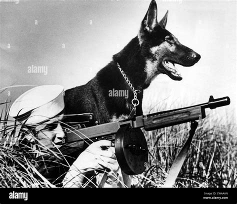 german shepherd ww2