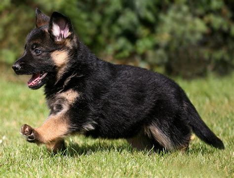 german shepherdpuppy