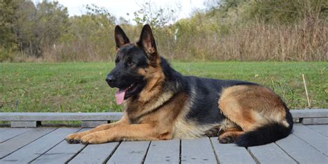 german shepherds ohio