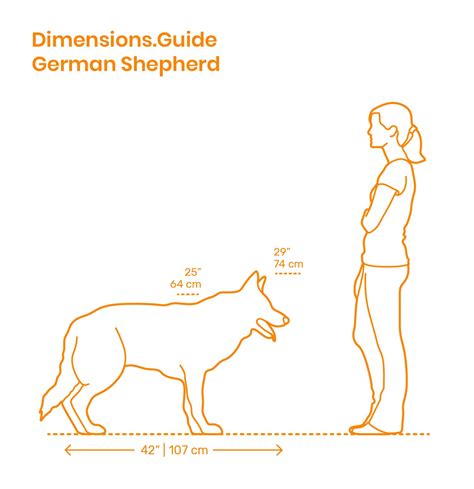 german shepherds size
