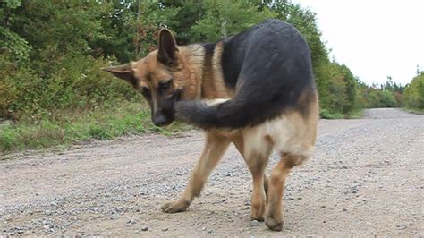 german shepherds tail
