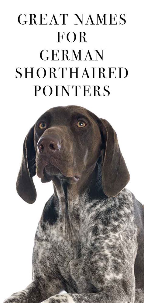 German Shorthaired Pointer Dog Names