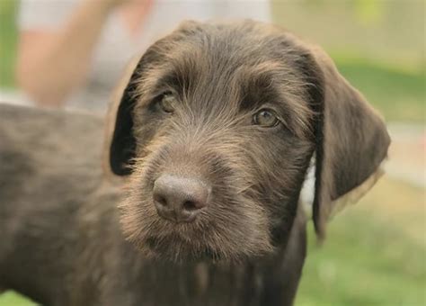 german wirehaired lab mix