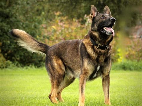 german working dogs