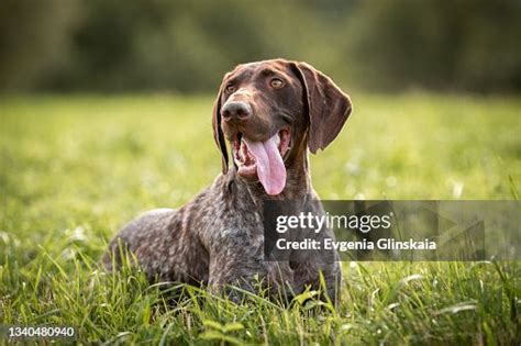 German Shorthaired Pointer Breed Characteristics & Care BeChewy