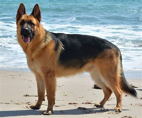 germany german shepherd