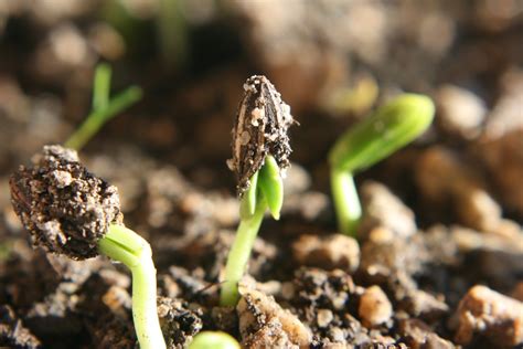 germination environment