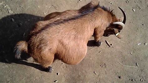 gestation of a pygmy goat