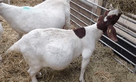 gestation period for nubian goats