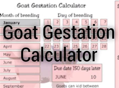 gestation period for pygmy goats