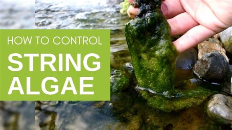 How To Control String Algae Backyard Water Garden