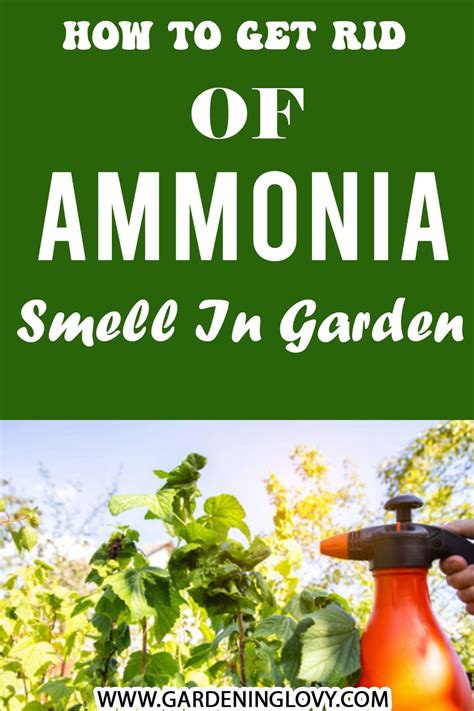 how to get rid of ammonia smell in hair YouTube