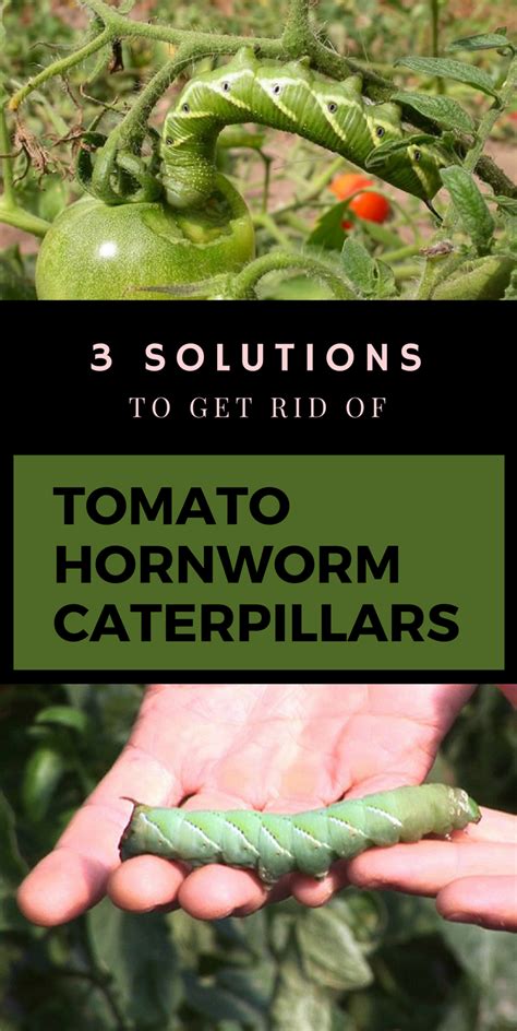 How Do I Stop Tomato Hornworms? Tomato worms, Tomato, Tomato hornworm