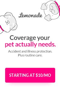 get a quote for lemonade dog insurance