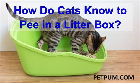 Get Cat To Pee In Litter Box