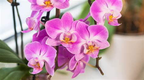 Learn how to make an orchid plant rebloom over and over again. You will