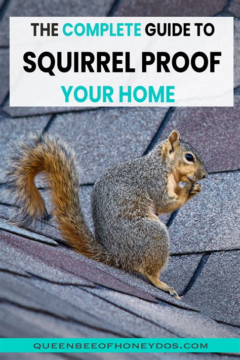 get rid of a squirrel in the attic