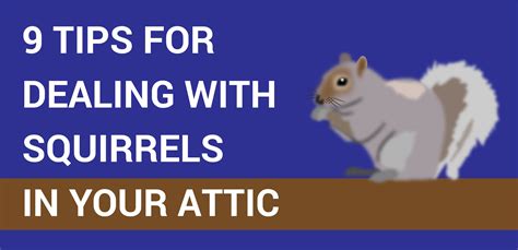 www.enter-tm.com:get rid of a squirrel in the attic