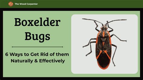 get rid of boxelder bugs