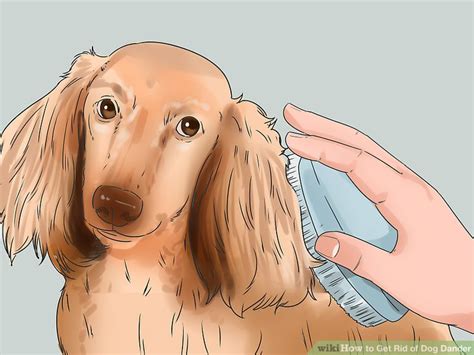 Get Rid Of Dander On Dog