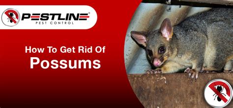 get rid of possums