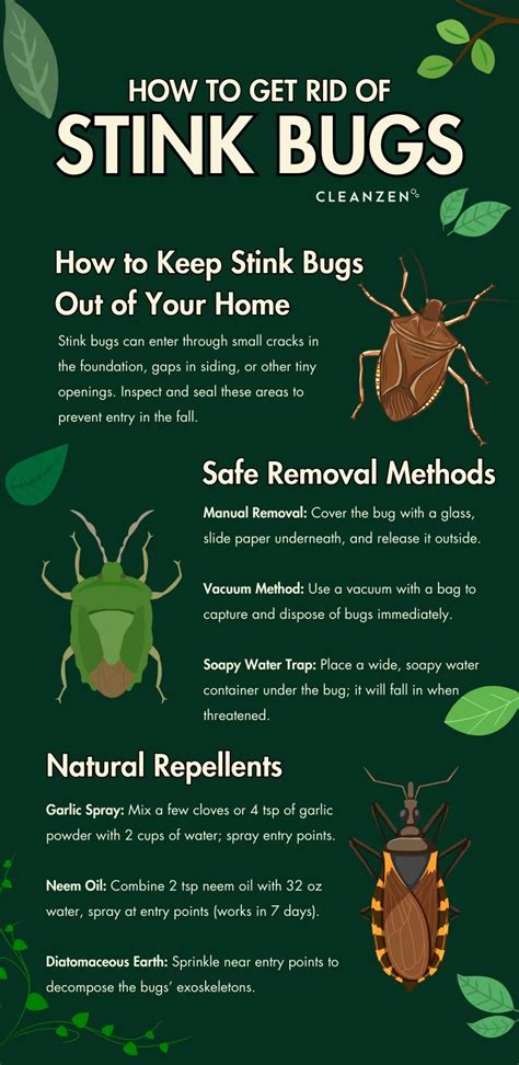 9 Things get rid stink bugs Pest Control Insights & Proven Methods