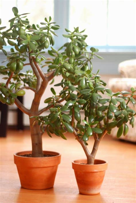 Jade Plant Flowers For Sale Tips to Get a Jade Plant to Bloom World