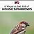 getting rid of house sparrows