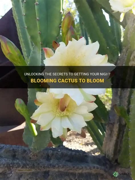 Getting A Cactus To Bloom