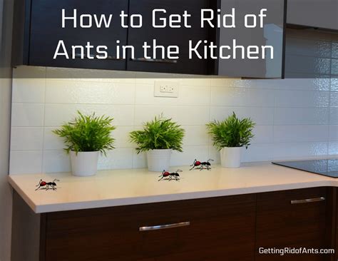 getting rid ants kitchen