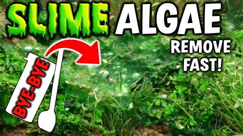 Getting Rid Of Blue Green Algae