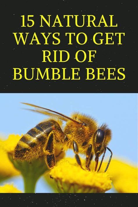 getting rid of bumblebee nest