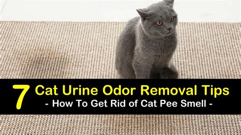 Getting Rid Of Cat Pee Odor