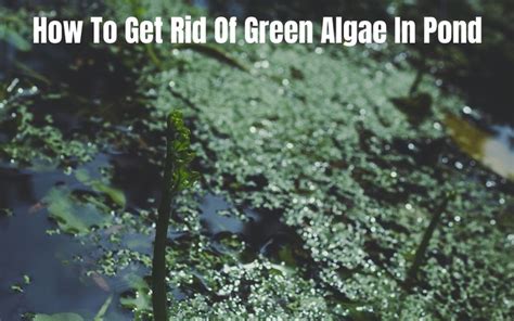 Getting Rid Of Green Algae