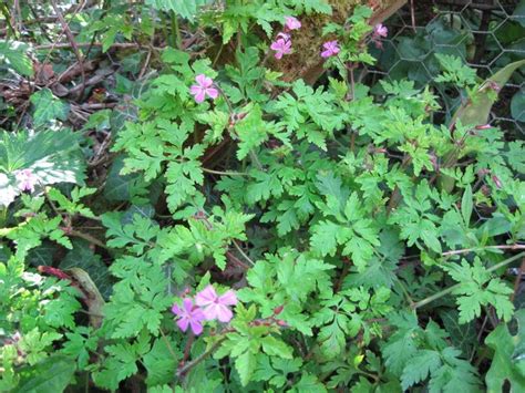Getting Rid Of Herb Robert