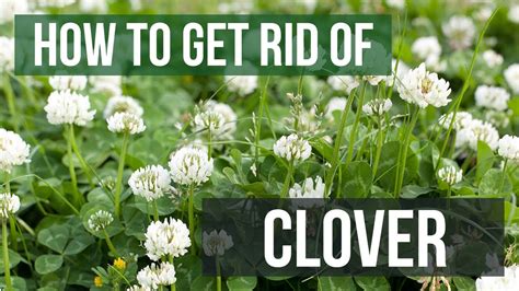 Getting Rid Of Yellow Clover